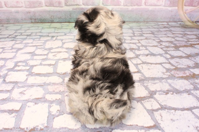 大阪府のチワプー/プーチー(チワワ×プードル) (Coo&RIKU心斎橋店/2025年9月4日生まれ/女の子/ブルーマール)の子犬の4枚目の画像