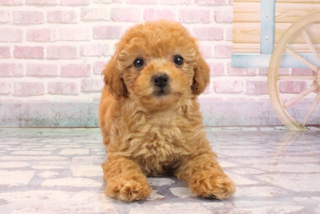 兵庫県のトイプードル(トイ) (Coo&RIKU神戸三宮店/2025年9月7日生まれ/女の子/レッド)の子犬の1枚目の画像