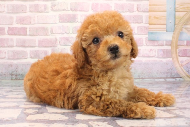 兵庫県のトイプードル(トイ) (Coo&RIKU神戸三宮店/2025年9月7日生まれ/女の子/レッド)の子犬の2枚目の画像