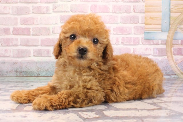 兵庫県のトイプードル(トイ) (Coo&RIKU神戸三宮店/2025年9月7日生まれ/女の子/レッド)の子犬の3枚目の画像