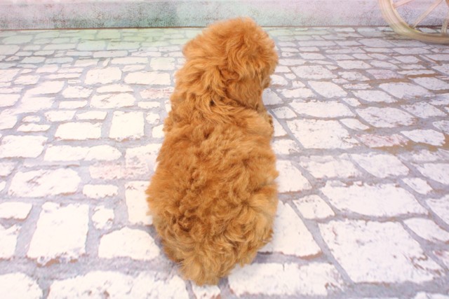 兵庫県のトイプードル(トイ) (Coo&RIKU神戸三宮店/2025年9月7日生まれ/女の子/レッド)の子犬の4枚目の画像