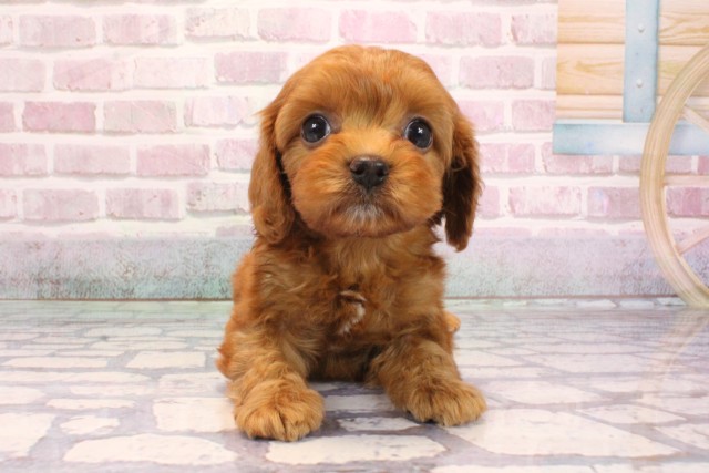 大阪府のキャバプー(キャバリア×プードル) (Coo&RIKU枚方店/2025年9月6日生まれ/女の子/レッド)の子犬の1枚目の画像