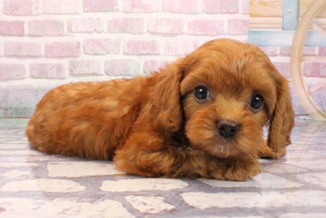 大阪府のキャバプー(キャバリア×プードル) (Coo&RIKU枚方店/2025年9月6日生まれ/女の子/レッド)の子犬の2枚目の画像