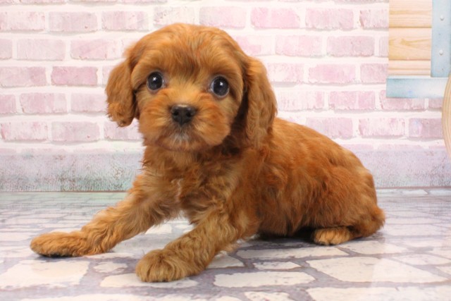 大阪府のキャバプー(キャバリア×プードル) (Coo&RIKU枚方店/2025年9月6日生まれ/女の子/レッド)の子犬の3枚目の画像