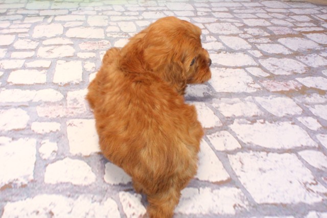 大阪府のキャバプー(キャバリア×プードル) (Coo&RIKU枚方店/2025年9月6日生まれ/女の子/レッド)の子犬の4枚目の画像