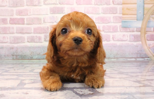 大阪府のキャバプー(キャバリア×プードル) (Coo&RIKU天王寺店/2025年9月6日生まれ/男の子/レッド)の子犬の1枚目の画像