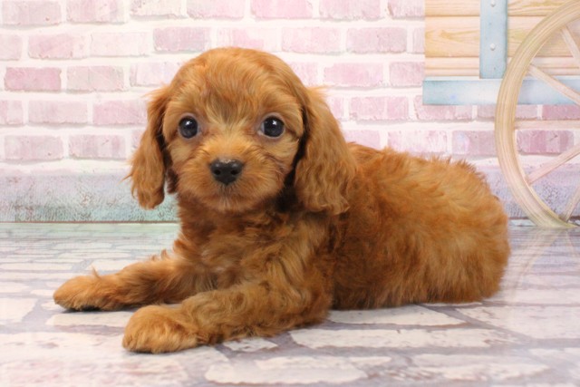 大阪府のキャバプー(キャバリア×プードル) (Coo&RIKU天王寺店/2025年9月6日生まれ/男の子/レッド)の子犬の3枚目の画像