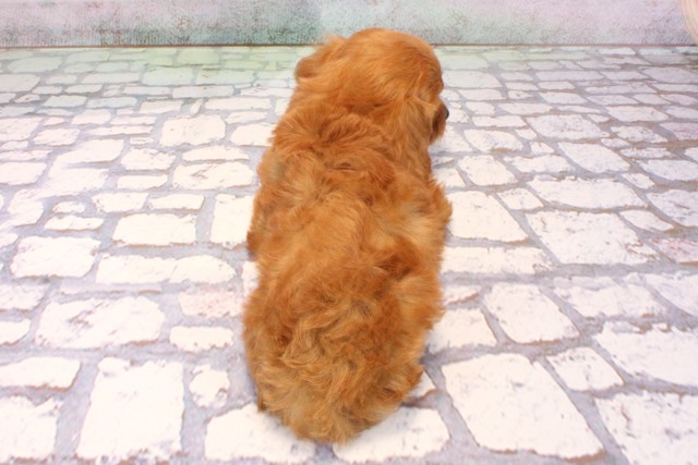 大阪府のキャバプー(キャバリア×プードル) (Coo&RIKU天王寺店/2025年9月6日生まれ/男の子/レッド)の子犬の4枚目の画像