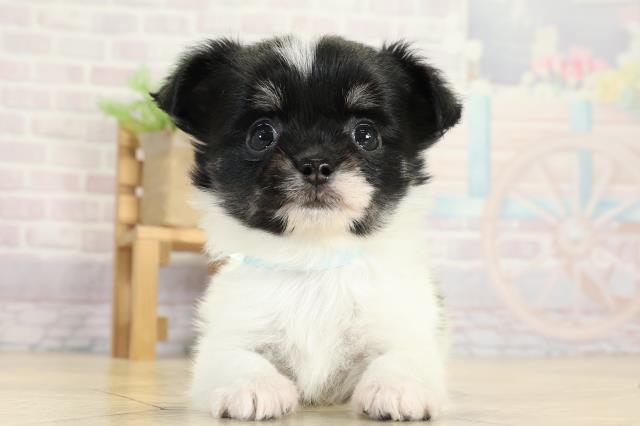 チワワ（ロングコート）