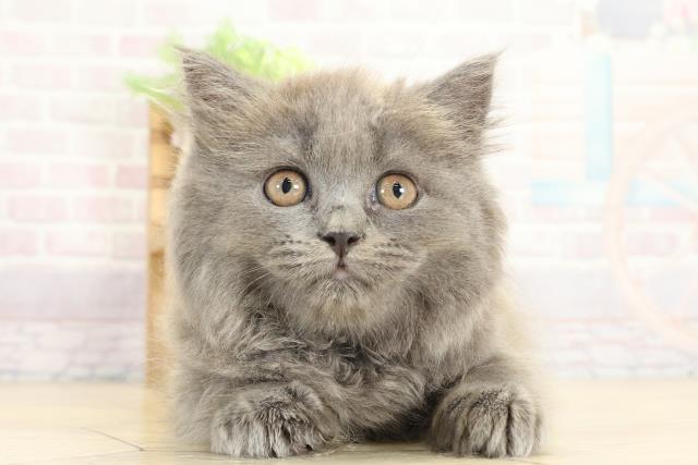 ブリティッシュロングヘアー