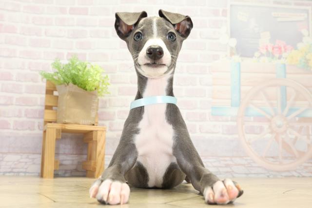 イタリアングレーハウンド