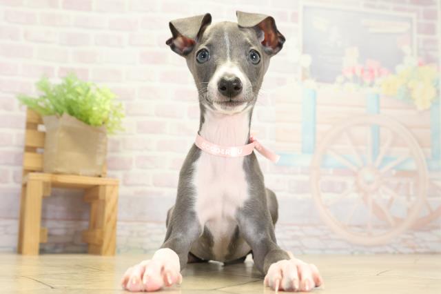 イタリアングレーハウンド