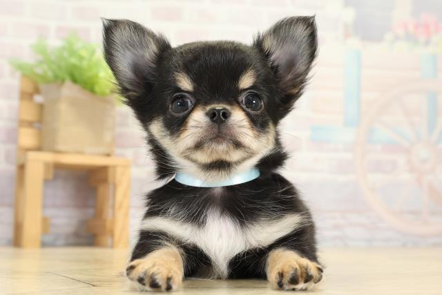 チワワ（ロングコート）