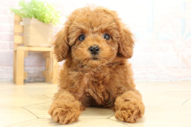 トイ・プードル