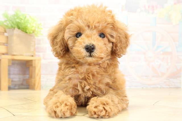 トイ・プードル