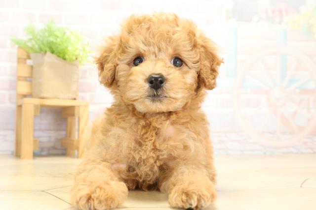 トイ・プードル