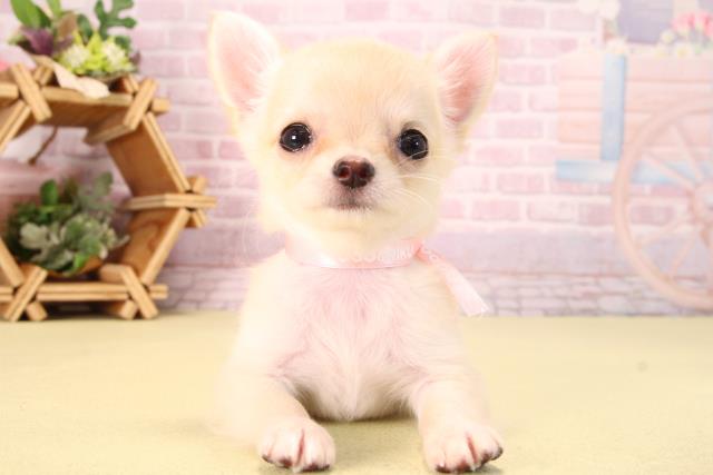 チワワ（ロングコート）