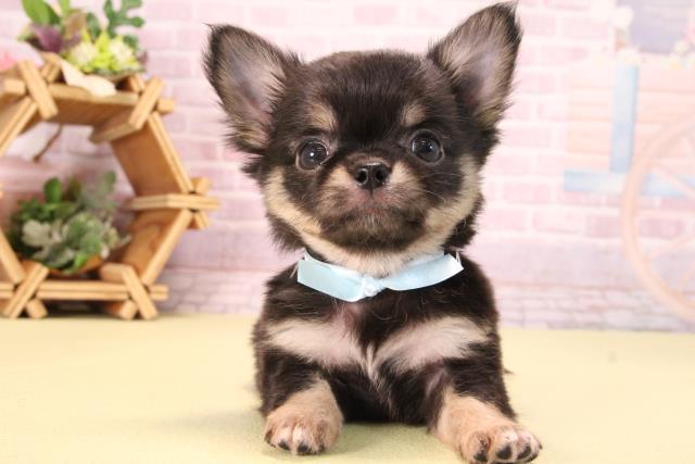 チワワ（ロングコート）