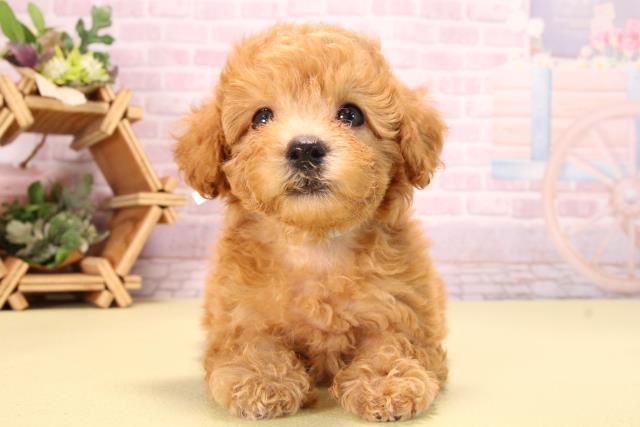 トイ・プードル