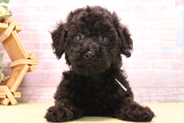 トイ・プードル