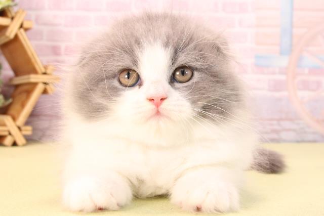 スコティッシュフォールド