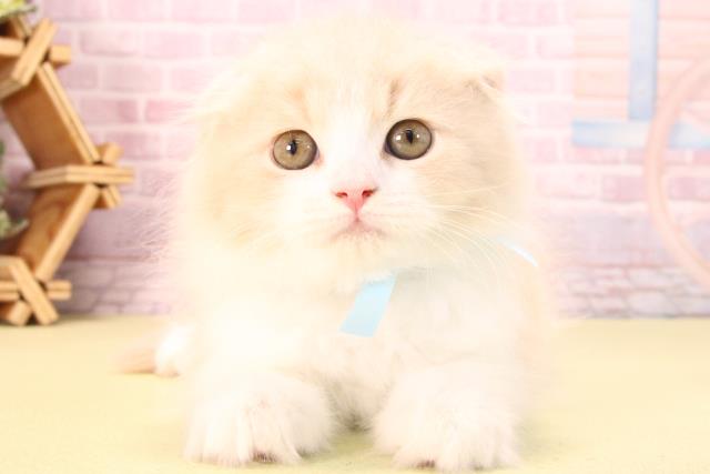 スコティッシュフォールド