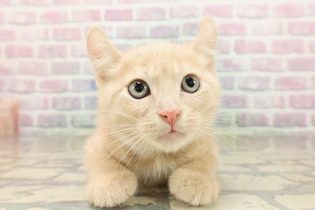 埼玉県のアメリカンカール (Coo&RIKU大宮店/2025年9月4日生まれ/男の子/クリームタビー)の子猫の1枚目の画像