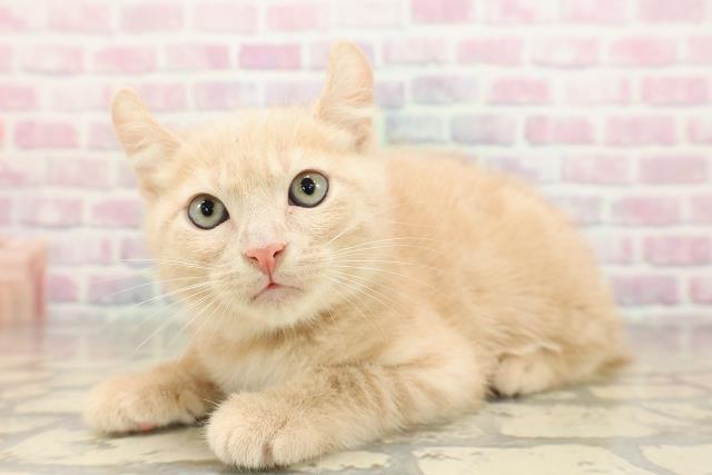 埼玉県のアメリカンカール (Coo&RIKU大宮店/2025年9月4日生まれ/男の子/クリームタビー)の子猫の2枚目の画像