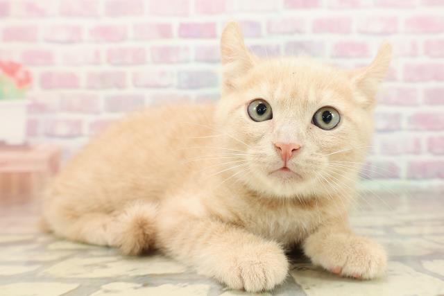 埼玉県のアメリカンカール (Coo&RIKU大宮店/2025年9月4日生まれ/男の子/クリームタビー)の子猫の3枚目の画像