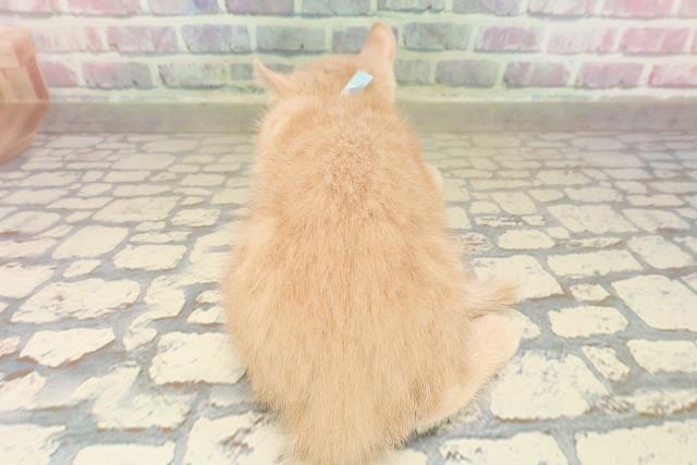 埼玉県のアメリカンカール (Coo&RIKU大宮店/2025年9月4日生まれ/男の子/クリームタビー)の子猫の4枚目の画像