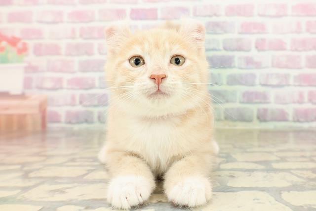 東京都のアメリカンカール (Coo&RIKU武蔵小山店/2025年9月4日生まれ/女の子/クリームタビーホワイト)の子猫の1枚目の画像