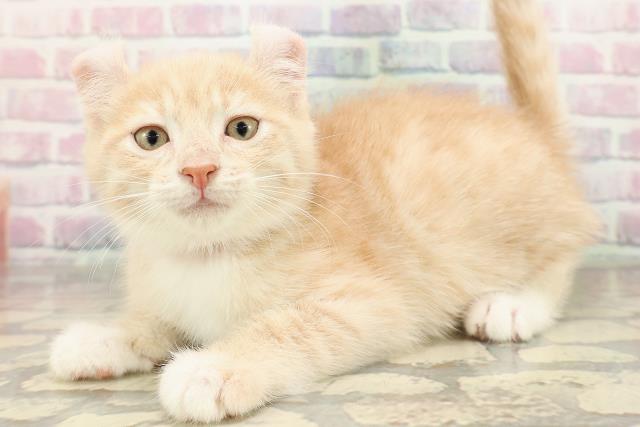 東京都のアメリカンカール (Coo&RIKU武蔵小山店/2025年9月4日生まれ/女の子/クリームタビーホワイト)の子猫の2枚目の画像