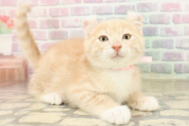 東京都のアメリカンカール (Coo&RIKU武蔵小山店/2025年9月4日生まれ/女の子/クリームタビーホワイト)の子猫の3枚目の画像