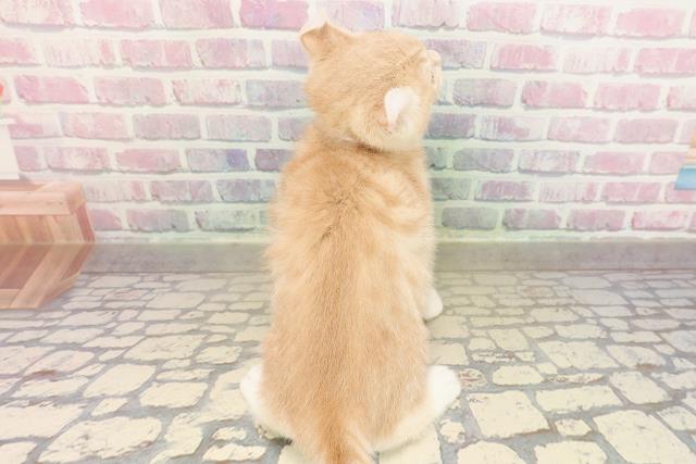 東京都のアメリカンカール (Coo&RIKU武蔵小山店/2025年9月4日生まれ/女の子/クリームタビーホワイト)の子猫の4枚目の画像