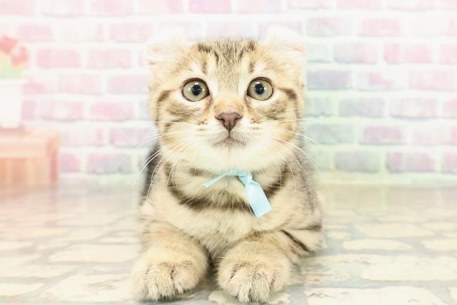 東京都のアメリカンカール (Coo&RIKU中野サンモール店/2025年9月4日生まれ/男の子/ブラウンタビー)の子猫