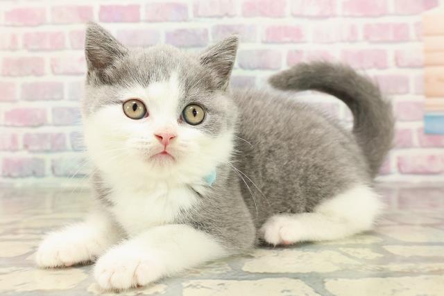 東京都のブリティッシュショートヘアー (Coo&RIKU新宿三丁目店/2025年9月4日生まれ/男の子/ブルーホワイト)の子猫の2枚目の画像