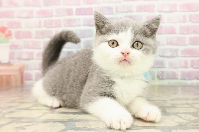 東京都のブリティッシュショートヘアー (Coo&RIKU新宿三丁目店/2025年9月4日生まれ/男の子/ブルーホワイト)の子猫の3枚目の画像