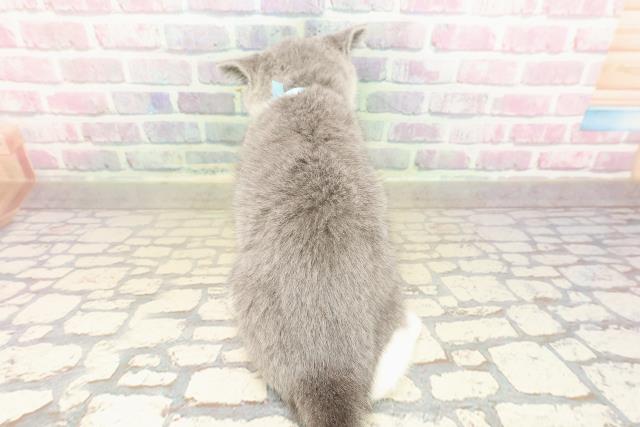 東京都のブリティッシュショートヘアー (Coo&RIKU新宿三丁目店/2025年9月4日生まれ/男の子/ブルーホワイト)の子猫の4枚目の画像