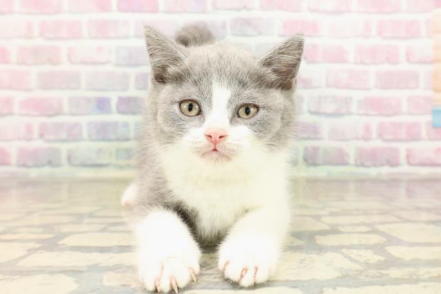 東京都のブリティッシュショートヘアー (Coo&RIKU新小岩店/2025年9月4日生まれ/男の子/ブルーホワイト)の子猫の1枚目の画像