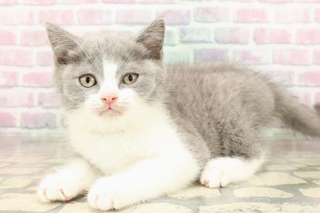 東京都のブリティッシュショートヘアー (Coo&RIKU新小岩店/2025年9月4日生まれ/男の子/ブルーホワイト)の子猫の2枚目の画像
