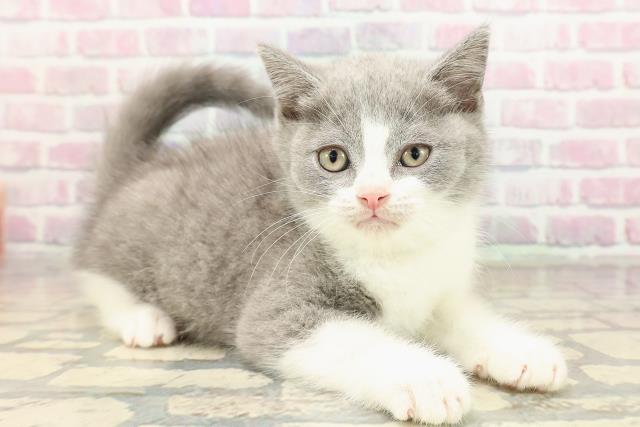 東京都のブリティッシュショートヘアー (Coo&RIKU新小岩店/2025年9月4日生まれ/男の子/ブルーホワイト)の子猫の3枚目の画像