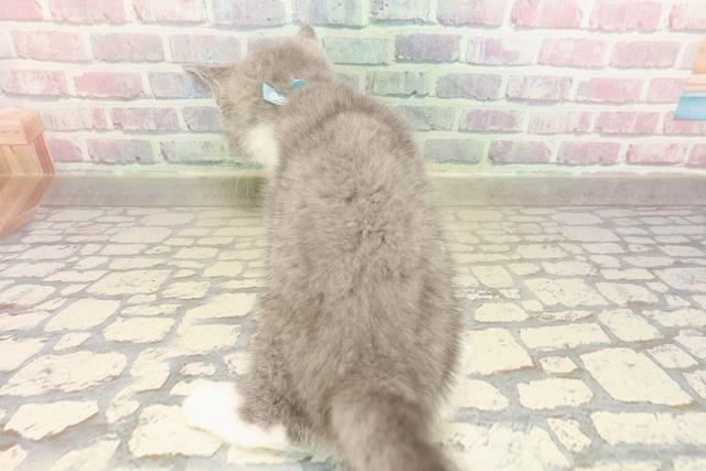 東京都のブリティッシュショートヘアー (Coo&RIKU新小岩店/2025年9月4日生まれ/男の子/ブルーホワイト)の子猫の4枚目の画像