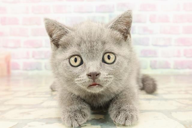 東京都のブリティッシュショートヘアー (Coo&RIKU武蔵小山店/2025年9月4日生まれ/男の子/ブルー)の子猫の1枚目の画像
