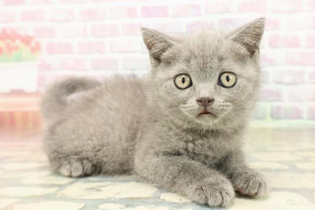 東京都のブリティッシュショートヘアー (Coo&RIKU武蔵小山店/2025年9月4日生まれ/男の子/ブルー)の子猫の3枚目の画像