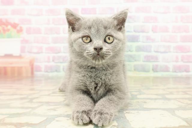 東京都のブリティッシュショートヘアー (Coo&RIKU自由が丘店/2025年9月4日生まれ/女の子/ブルー)の子猫の1枚目の画像