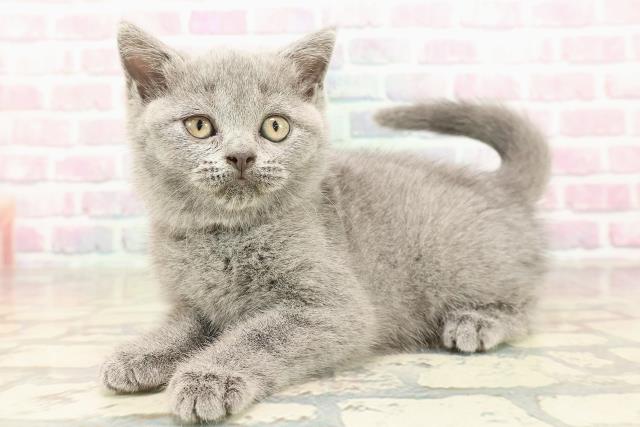 東京都のブリティッシュショートヘアー (Coo&RIKU自由が丘店/2025年9月4日生まれ/女の子/ブルー)の子猫の2枚目の画像
