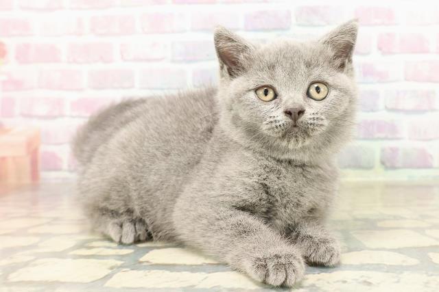 東京都のブリティッシュショートヘアー (Coo&RIKU自由が丘店/2025年9月4日生まれ/女の子/ブルー)の子猫の3枚目の画像
