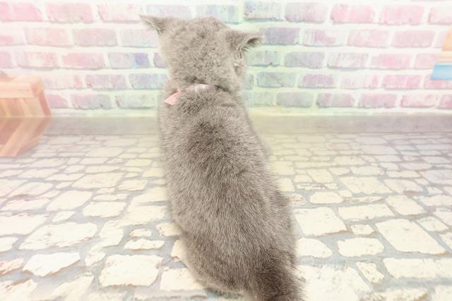 東京都のブリティッシュショートヘアー (Coo&RIKU自由が丘店/2025年9月4日生まれ/女の子/ブルー)の子猫の4枚目の画像