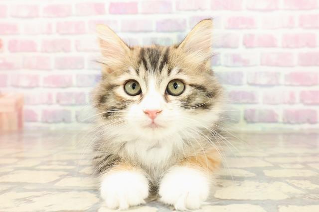 新潟県のサイベリアン (Coo&RIKU新潟東店/2025年8月30日生まれ/女の子/ブラウンパッチドタビーホワイト)の子猫の1枚目の画像