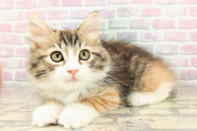 新潟県のサイベリアン (Coo&RIKU新潟東店/2025年8月30日生まれ/女の子/ブラウンパッチドタビーホワイト)の子猫の2枚目の画像